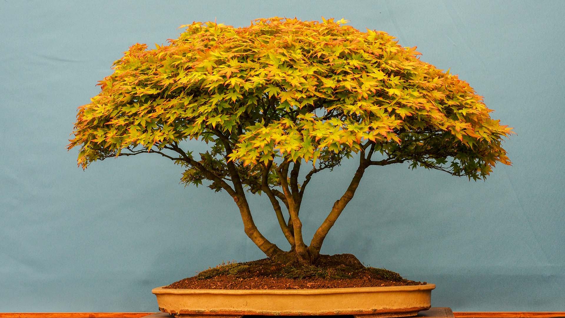 Bonsai